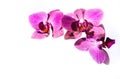 Brigh pink orchidea