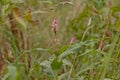 Brigh pink redshank flower - Persicaria maculosa