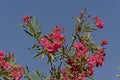 Brigh pink sunny oleander flowers against a blue sky Royalty Free Stock Photo