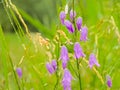 Brigh purple creeping bellflowers with raindrops