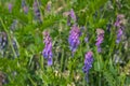 Brigh purple tufted vetch flowers