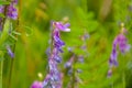 Brigh purple tufted vetch flowers with raindrops