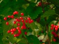 Brigh red Black Haw berries Royalty Free Stock Photo