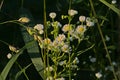 Brigh sunny wild chamomile flowers - Matricaria chamomilla