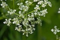 Brigh white flowers of wild chervil - Anthriscus sylvestris