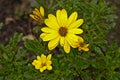 Brigh yellow african daisy flower in the garden Royalty Free Stock Photo