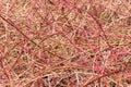 A bright, abstract, natural background of the branches of densely growing shrubs. Interesting interweaving, natural pattern