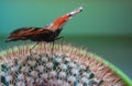 Bright Admiral butterfly on a green cactus Royalty Free Stock Photo