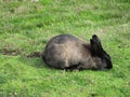 Cute greyish black bunny rabbit at Jericho beach, Canada, 2018