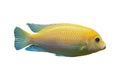 Bright African fish Metriaclima Royalty Free Stock Photo