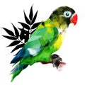 Bright African parrot on a branch