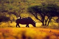 Bright African summer and grazing rhinoceros against background of low trees. Royalty Free Stock Photo