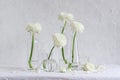 Bright and airy floral composition. White ranunculus flowers in different size glass vases on a white background