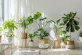 Bright, airy room filled with a diverse collection of houseplants, creating a lush indoor garden oasis