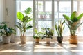 Bright, airy room filled with a diverse collection of houseplants, creating a lush indoor garden oasis