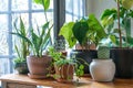 Bright, airy room filled with a diverse collection of houseplants, creating a lush indoor garden oasis