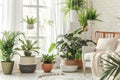 Bright, airy room filled with a diverse collection of houseplants, creating a lush indoor garden oasis