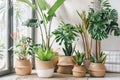 Bright, airy room filled with a diverse collection of houseplants, creating a lush indoor garden oasis