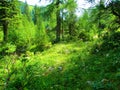 Bright alpine larch forest at Zelenica