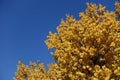 Bright yellow autumn leafage of apricot against blue sky Royalty Free Stock Photo