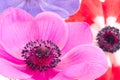 Bright anemone flowers Royalty Free Stock Photo