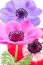 Bright anemone flowers Royalty Free Stock Photo