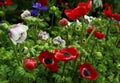 Bright anemone flowers close-up. Royalty Free Stock Photo