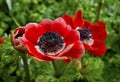 Bright anemone flowers close-up. Royalty Free Stock Photo