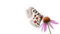 Bright Apollo butterfly on echinacea purpurea flower isolated on white. medicinal herbs Royalty Free Stock Photo