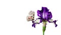 Bright apollo butterfly on iris flower isolated on white. copy space Royalty Free Stock Photo