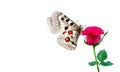 Bright apollo butterfly on pink rose isolated. rose and butterfly Royalty Free Stock Photo