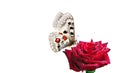 bright apollo butterfly on red rose flower in water drops isolated on white. Royalty Free Stock Photo