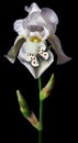 Bright apollo butterfly on white iris flower in water drops isolated on black Royalty Free Stock Photo