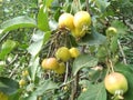 Bright apples on a decorative apple tree in the park