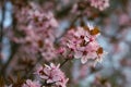 Bright apricot blossoms in spring in the park Royalty Free Stock Photo