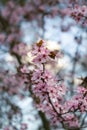 Bright apricot blossoms in spring in the park Royalty Free Stock Photo