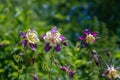 Bright aquilegia flowers in the garden on a semi-blurred background.