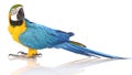 Bright Ara parrot Royalty Free Stock Photo