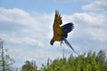 Bright ara parrot flying. Colored, bird. Royalty Free Stock Photo