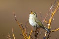Bright Arctic Warbler Royalty Free Stock Photo