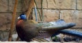 Bright Argus Pheasant jewel of Southeast Asia's fauna dazzles in close-up Argus Pheasant's plumage testament Royalty Free Stock Photo