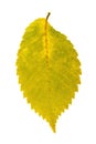 Bright aspen leaf of autumn shades isolated Royalty Free Stock Photo