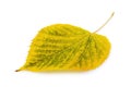 Bright aspen leaf of yellow-green autumnal shades isolated on white background Royalty Free Stock Photo