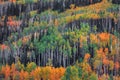 Bright aspen tree forest in Colorado rocky mountains