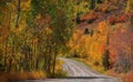 Bright Aspen trees in along scenic back road in Colorado during