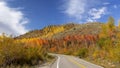 Bright Aspen trees along scenic byway route 39 in Utah