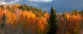 Bright Aspen trees and evergreens in Wasatch mountain range in Utah
