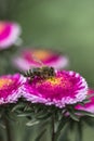 Bright asters flowers autumn time background Royalty Free Stock Photo