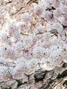 Bright attractive Akebono Yoshino cherry blossom flowers blooming in spring 2021 Royalty Free Stock Photo