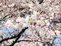 Bright attractive Akebono Yoshino cherry blossom flowers blooming in spring 2021 Royalty Free Stock Photo